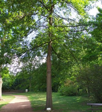 Arbre DONZDORF